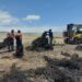 Sernapesca realiza intensa labor para preservar las algas pardas