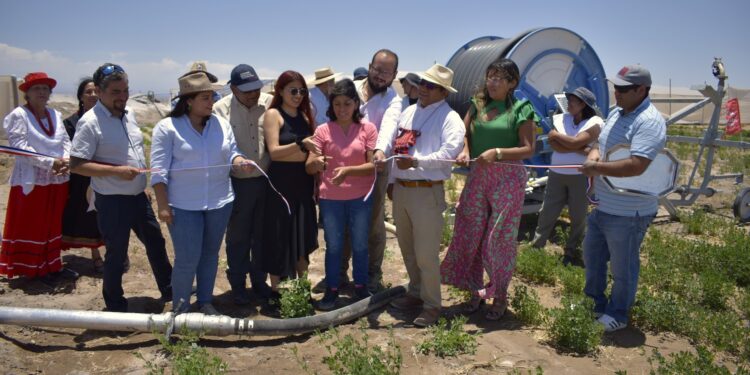 CONADI inauguró innovador sistema de riego en la Pampa del Tamarugal