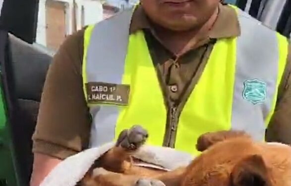 Carabineros rescató perro abandonado y desnutrido en zona de Camiña