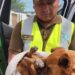 Carabineros rescató perro abandonado y desnutrido en zona de Camiña
