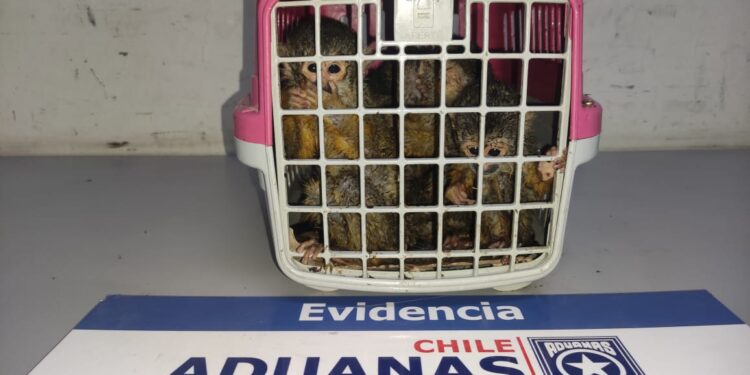 Aduanas de Tarapacá rescata a 5 monos bebés en Quillagua