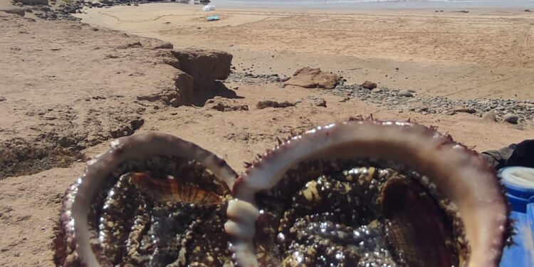 La Playa, por Sonia Pereira Torrico