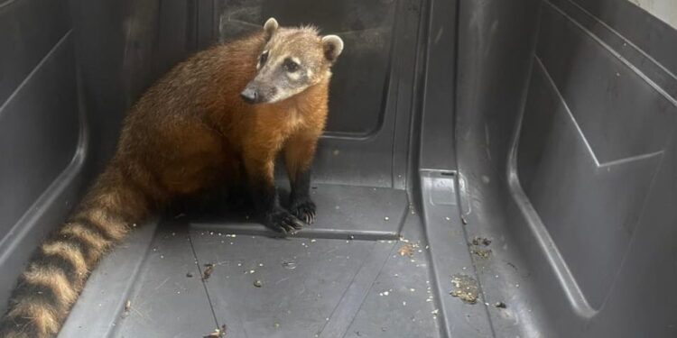 PDI recupera un coatí que apareció en plena vía pública del sector norte de Antofagasta