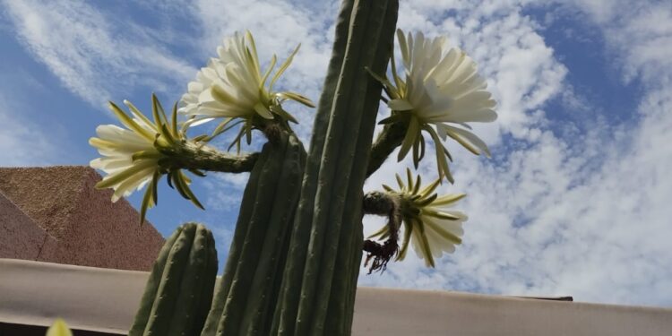 Bellas flores de cactus