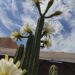 Bellas flores de cactus