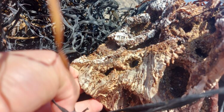 Planta procesadora en Tocopilla debe pagar multa millonaria por no acreditar origen legal de 38 toneladas de huiro negro