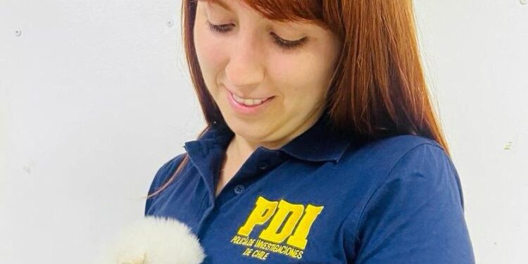 PDI Arica detuvo a viajera por maltrato animal y contrabando