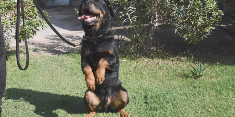 Abren postulación para adopción de canes adiestrados que se acogen a retiro