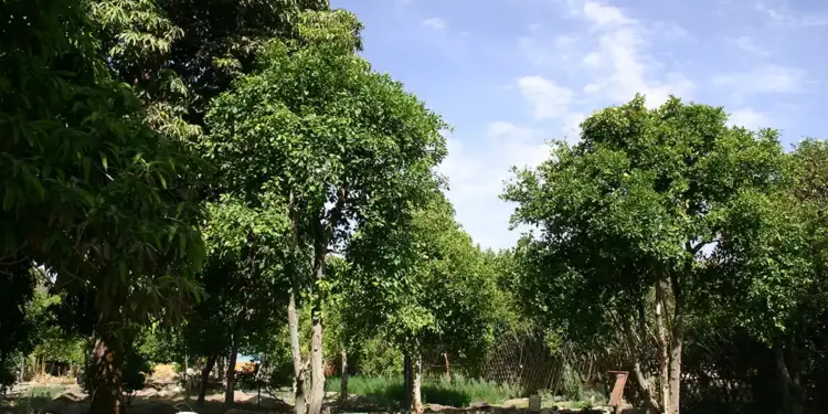 Asociaciones indígenas de Región de Tarapacá reclaman por la calificación ambiental favorable de un proyecto de Minera Collahuasi 