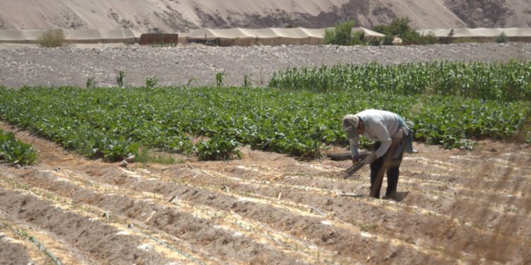 Soluciones inmediatas para los agricultores de Tarapacá