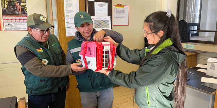 SAG Tarapacá rescata y devuelve a Bolivia mono ardilla encontrado en edificio iquiqueño