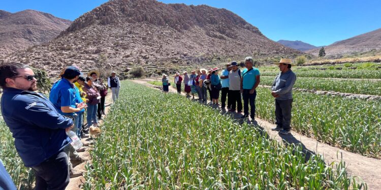 Parten Escuelas de Campo de INDAP en Región de Tarapacá