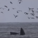 Avistan ballena frente a Humedal del Río Lluta