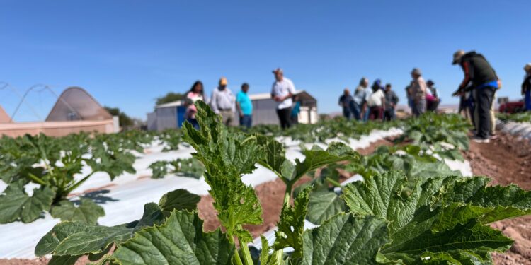 Agricultores de INDAP en Tarapacá se abren paso en la asociatividad