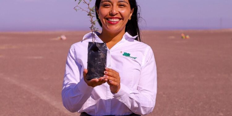 Voluntarios forestan más de 5 hectáreas de tamarugos en la pampa del sector Zapiga