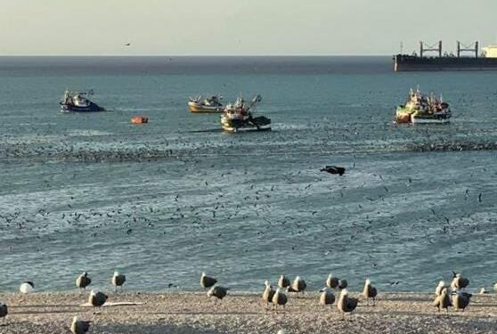 Corte Antofagasta confirma sentencia que condenó a armador y patrón de nave por operaciones de pesca en primera milla