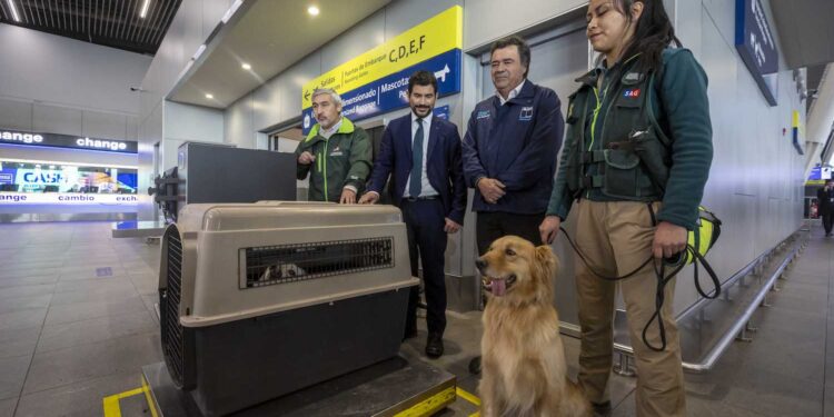 Aeropuerto y SAG reportan 14 mil viajes con mascotas en el último año y refuerzan información de requisitos