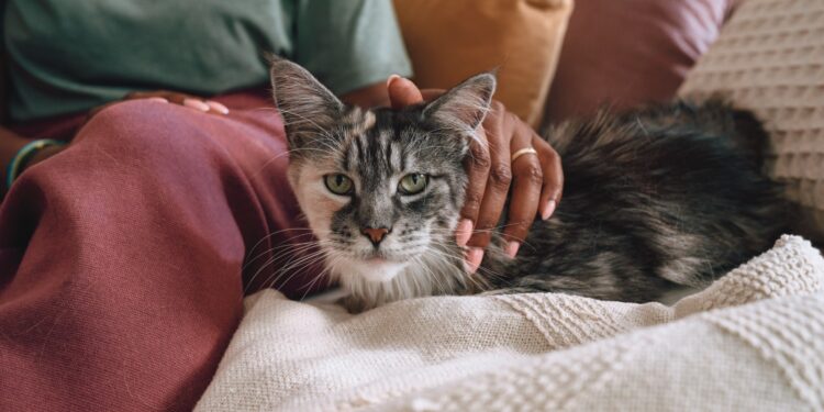 Día Mundial de la Zoonosis: datos que debes conocer sobre estas enfermedades infecciosas