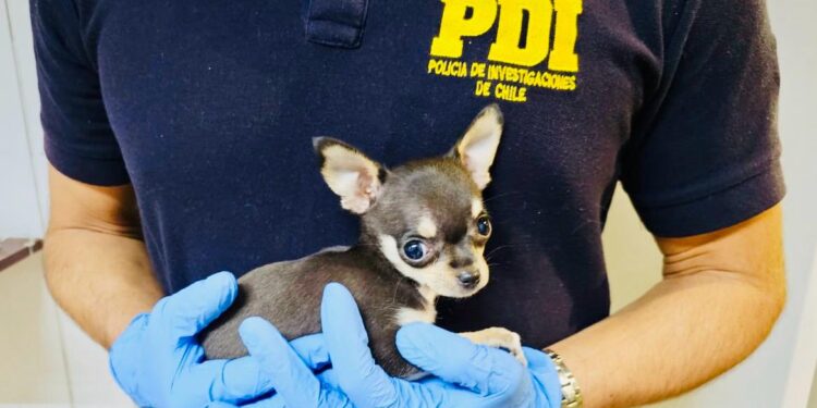 PDI detuvo a extranjera por maltrato animal y contrabando en Complejo Fronterizo