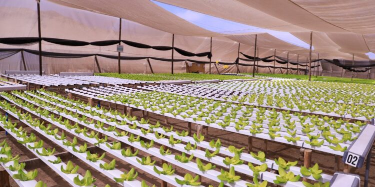 Inauguración de proyectos de riego hidropónico por más de $200 millones