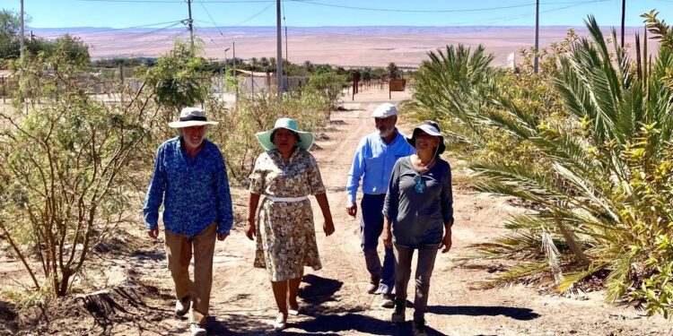 Agricultores del Valle de Quisma desarrollan producción orgánica de dátiles