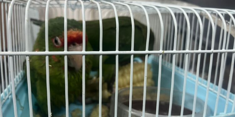 Carabineros incautó dos loros que los ingresaron irregularmente al país