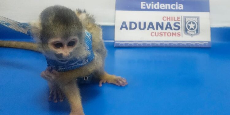 Rescatan monito Capuchino en avanzada aduanera de El Loa