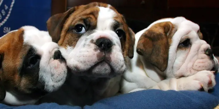 Tips para que tu mascota no sufra con el frío