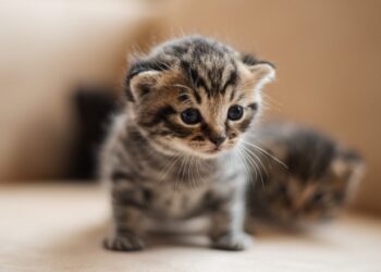 ¿Por qué agosto es el Mes de los Gatos en Chile?