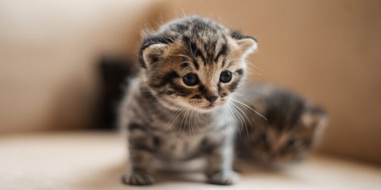 ¿Por qué agosto es el Mes de los Gatos en Chile?