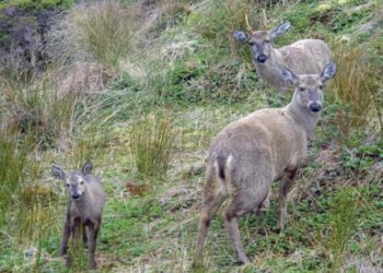 Conservación y protección de un emblema nacional: el huemul