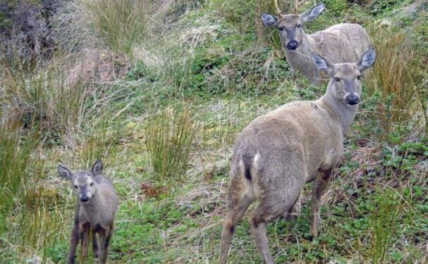 Conservación y protección de un emblema nacional: el huemul