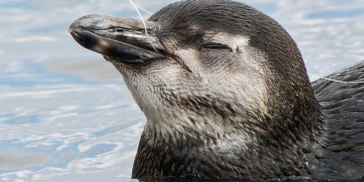 Sernapesca intensifica esfuerzos ante nuevos varamientos de pingüinos en Antofagasta