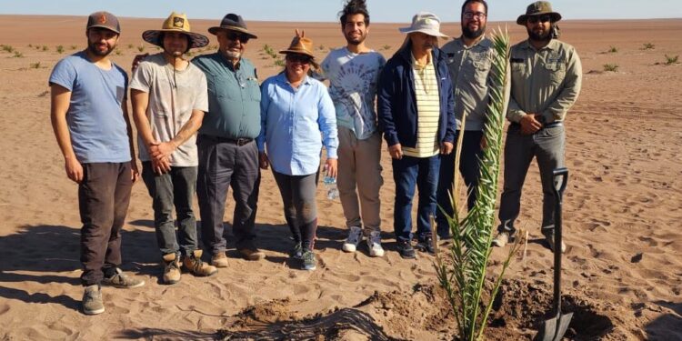 Con plantación de palma datilera Barhi en El Tamarugal culmina visita de experto tunecino