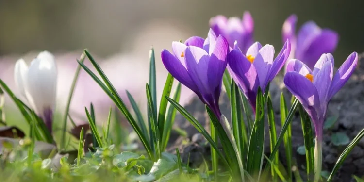 ¿Cómo será la primavera en Chile este 2024? Temperaturas y lluvias previstas según Meteored