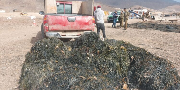 Sernapesca intensifica las medidas en contra de la extracción ilegal de algas en la macrozona norte