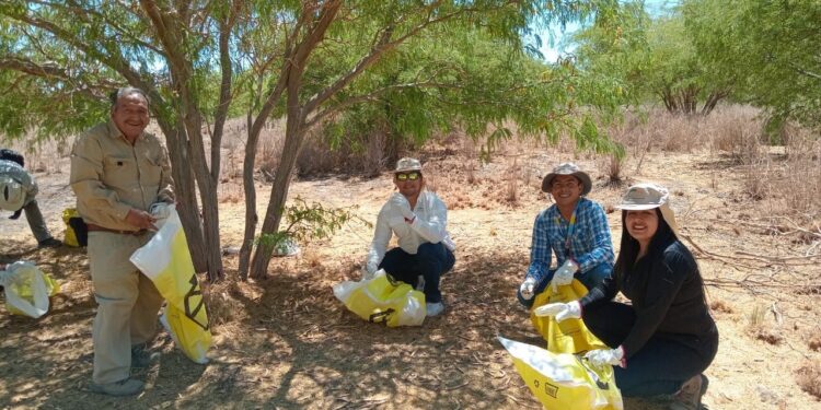 Lomas Bayas y comunidad cosechan los frutos del algarrobo
