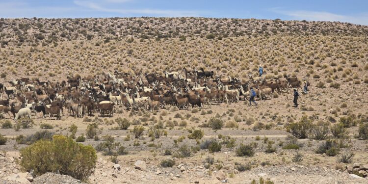 Con ‘robusto’ Plan Camélido apoyan el desarrollo productivo de ganaderos en Colchane y Alto Pica