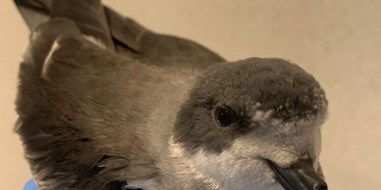 Golondrina de Mar: Se estima más de 4.200 rescates y atenciones de fauna silvestre