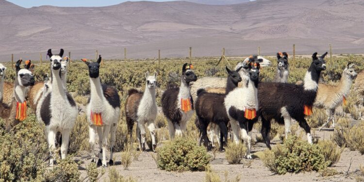 Con innovador invernadero buscan producir forraje para ganado camélido en el altiplano