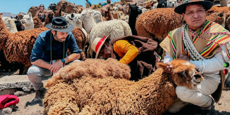 Comunidad aymara mantiene tradición de la esquila de llamas y alpacas con recursos del Gobierno de Tarapacá