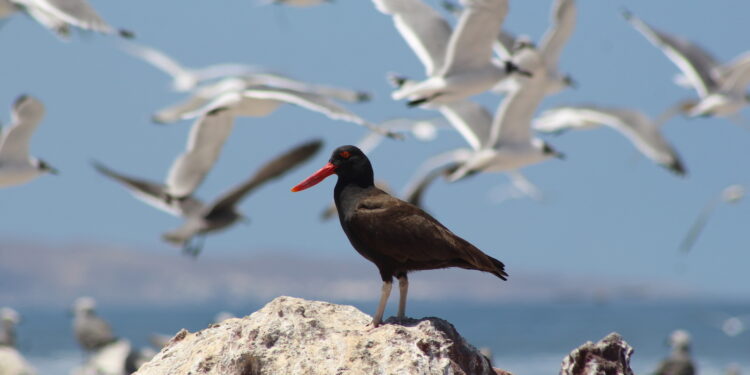Jornada Educativa sobre Biodiversidad Costera en la Caleta Cavancha / Un Proyecto de Nomadesert para la Conservación de Tarapacá