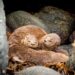 El Chungungo elegido embajador del Día de la Fauna Chilena y símbolo de la Conservación