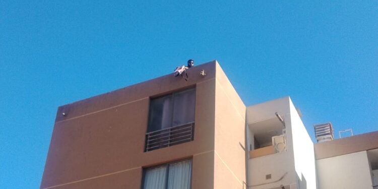 Salvan a mono ardilla de caer desde un sexto piso de edificio en Alto Hospicio