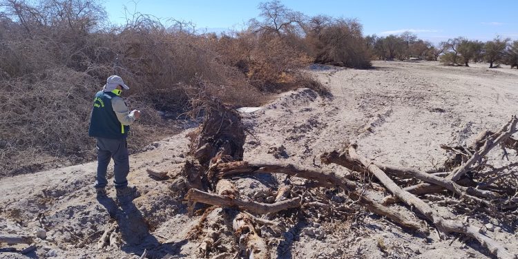 Denuncia de CONAF Tarapacá inicia procedimiento sancionatorio de la SMA contra inmobiliaria por obras al interior de Reserva Pampa del Tamarugal