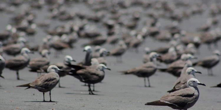 Con visores térmicos, SAG Tarapacá descubre primer sitio de nidificación de gaviota Garuma en la región
