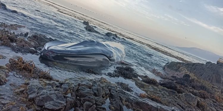 Tarapacá: Sernapesca activó protocolos por el varamiento de una ballena azul en la playa Río Seco