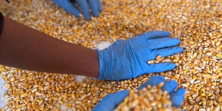 SAG reporta importante alza en importaciones y tránsitos de productos agrícolas en Tarapacá