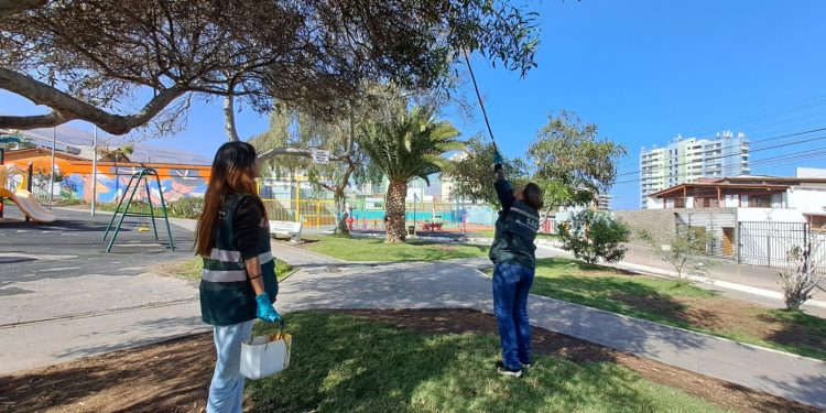 SAG Tarapacá cierra con éxito campañas de erradicación de mosca de la fruta en la región