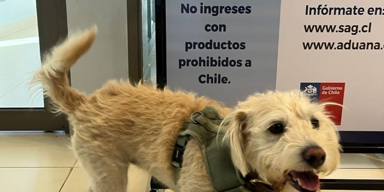 SAG Tarapacá advierte realizar con tiempo trámites para viajar con mascotas al extranjero